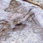 Fóssil de formiga gigante é encontrado no Canadá | Mundo & História