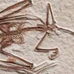 Fósseis de 52 milhões de anos revelam nova espécie de morcego | Mundo & História