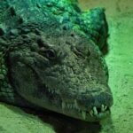 Corpo de pescador desaparecido na Austrália é encontrado dentro de crocodilo | Mundo & História