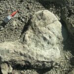 Fósseis sul-africanos revelam detalhes de um temido mamífero predador | Mundo & História