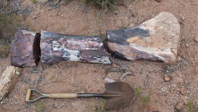 Fóssil de dinossauro encontrado na Argentina é um dos maiores da História | Mundo & História