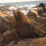 Lobo-marinho: 'namoro acidental' gerou nova espécie híbrida no Peru | Mundo & História