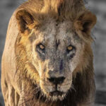 Loonkito, um dos leões mais velhos do mundo, é morto no Quênia | Mundo & História