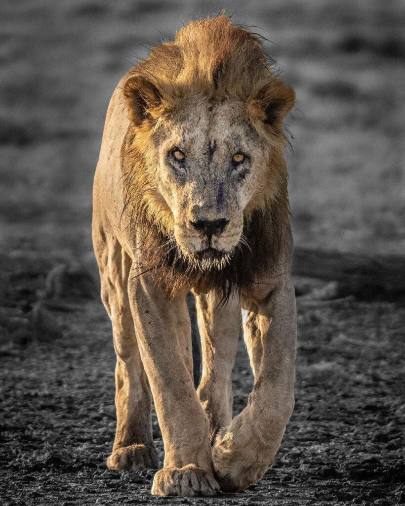 Loonkito, um dos leões mais velhos do mundo, é morto no Quênia | Mundo & História