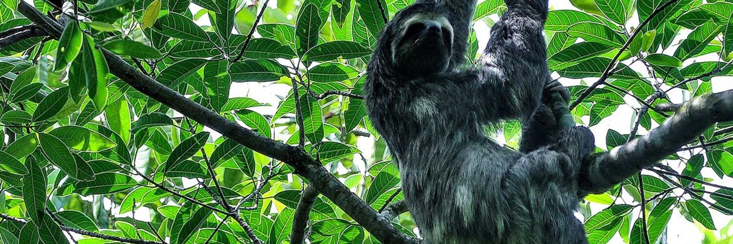 Mata Atlântica é o bioma com mais espécies de fauna e flora