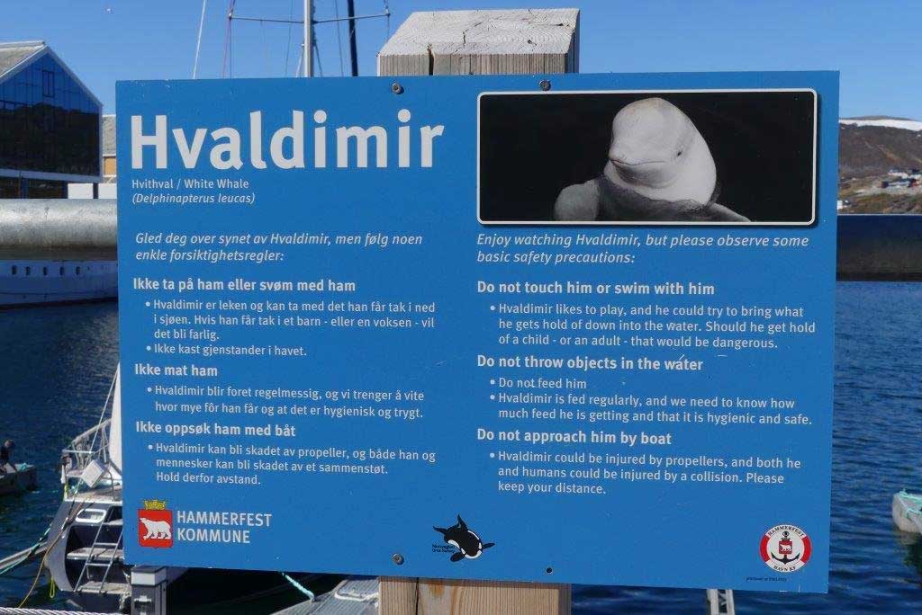Noruega alerta população para se manter longe de 'baleia espiã' | Mundo & História