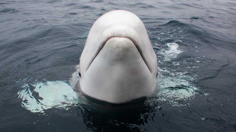 Noruega alerta população para se manter longe de 'baleia espiã' | Mundo & História