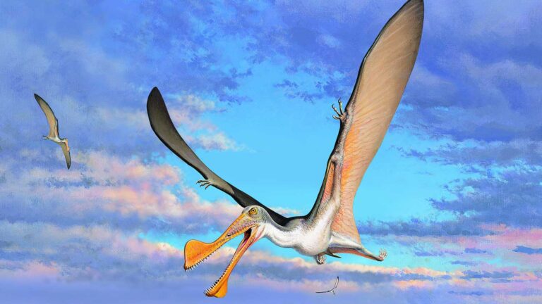 Fósseis revelam que pterossauros viveram na Austrália há 107 milhões de anos | Mundo & História
