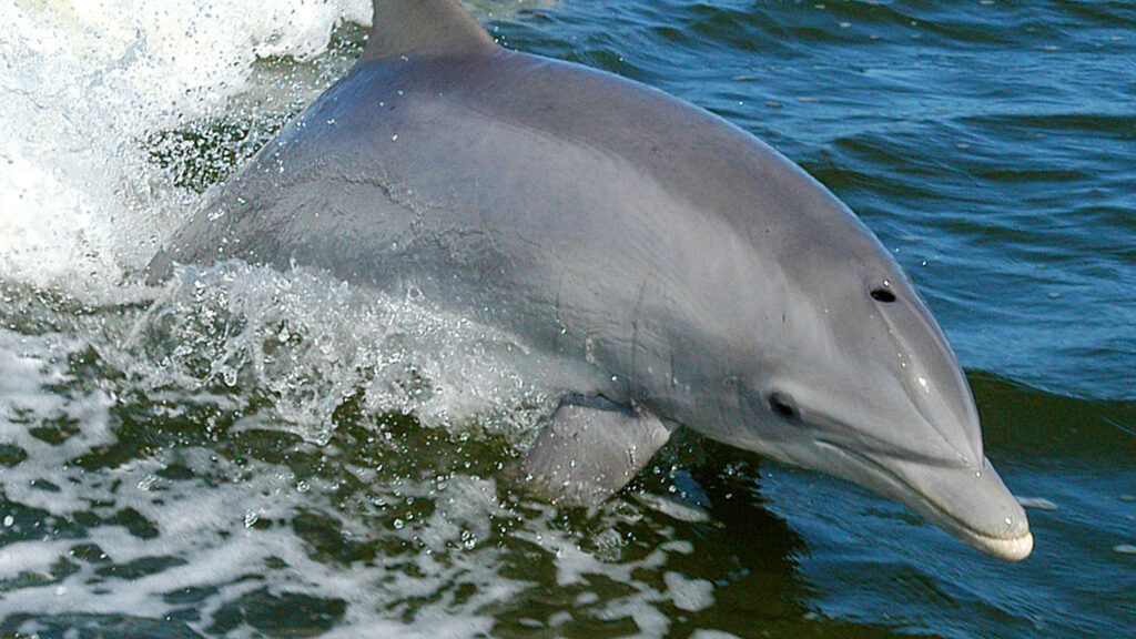 Esse golfinho possui um sétimo sentido: ele consegue sentir eletricidade | Mundo & História