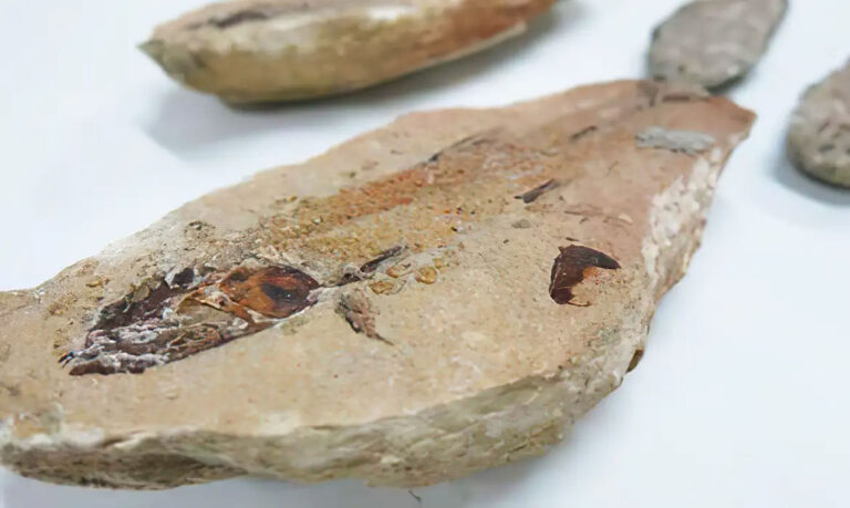 Fósseis repatriados da França vão para museu no Ceará | Mundo & História