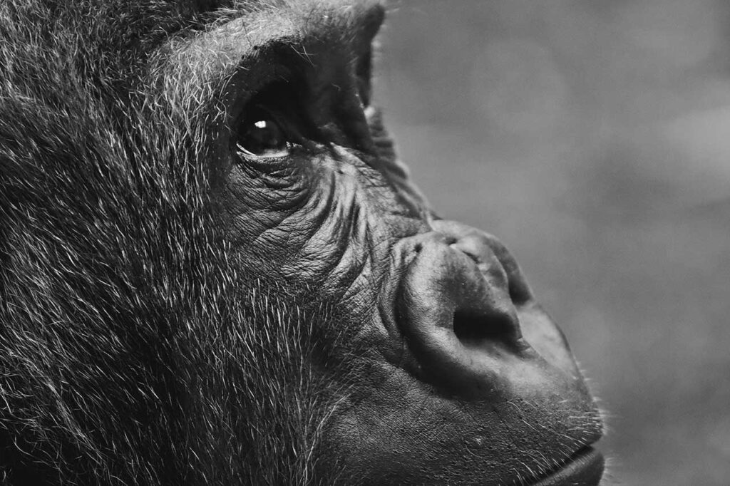 Macacos reconhecem amigos que não veem há décadas, diz estudo | Mundo & História