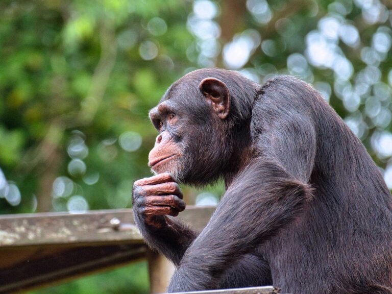 Macacos reconhecem amigos que não veem há décadas, diz estudo | Mundo & História
