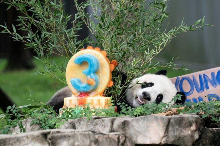 Panda gigante que retornou à China encontra o público | Mundo & História