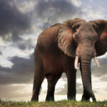 Pelo menos 100 elefantes morrem em parque do Zimbábue por conta da seca | Mundo & História