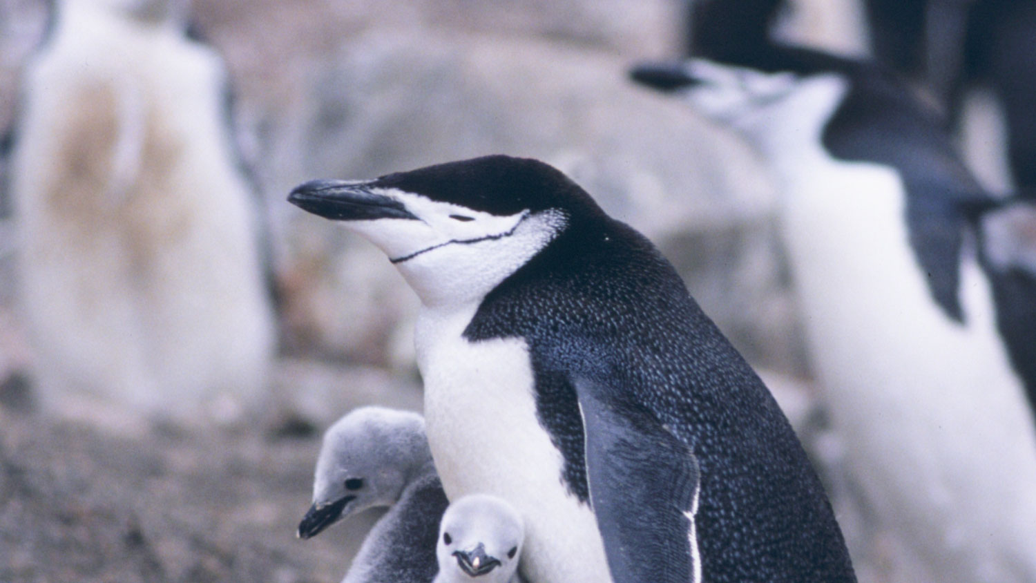 Pinguins tiram milhares de cochilos todos os dias | Mundo & História