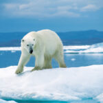 Um gigante carnívoro: 10 curiosidades sobre o urso polar | Mundo & História