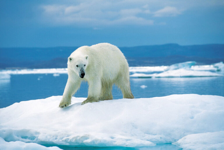 Um gigante carnívoro: 10 curiosidades sobre o urso polar | Mundo & História