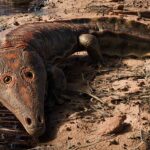 Anfíbio gigante mais antigo que dinossauros é encontrado no Rio Grande do Sul | Mundo & História