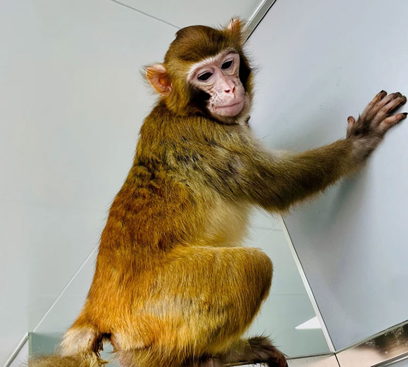 Cientistas clonam macaco após aperfeiçoar técnica da 'Dolly' | Mundo & História