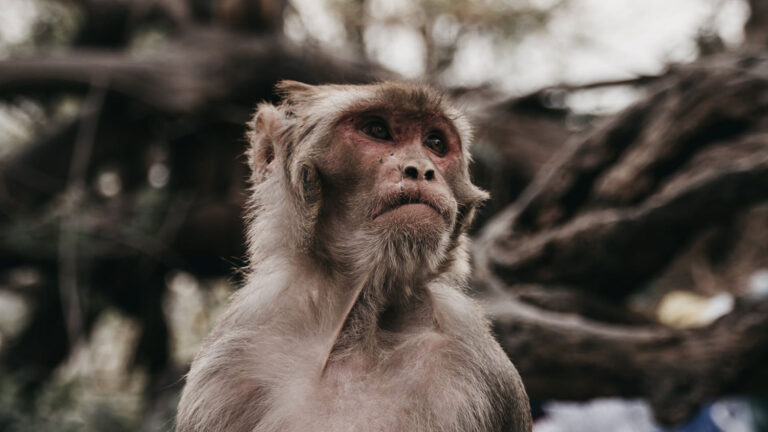 Cientistas clonam macaco após aperfeiçoar técnica da 'Dolly' | Mundo & História