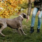 Estudo italiano investiga por que cachorros abanam cauda | Mundo & História