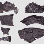 Pele fossilizada semelhante à de crocodilo é a mais antiga já descoberta | Mundo & História