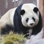 População de pandas selvagens da China se aproxima de 1.900 | Mundo & História