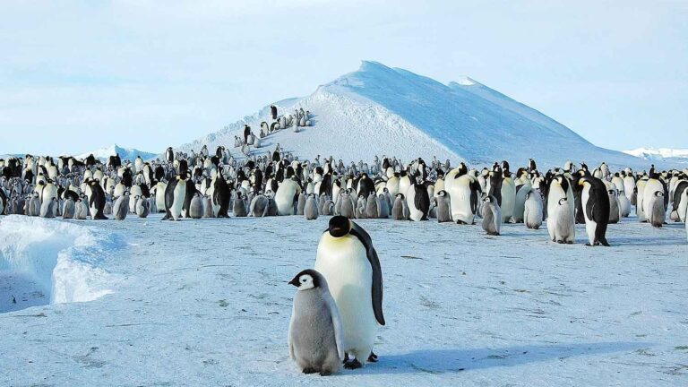 Satélite europeu encontra colônia desaparecida de pinguins | Mundo & História