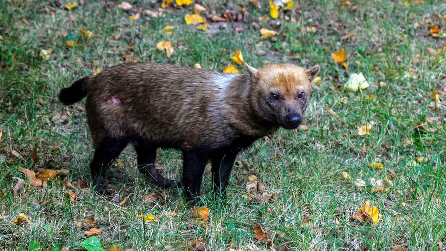 Ameaçado de extinção, cachorro-vinagre é flagrado em parque no Amapá | Mundo & História