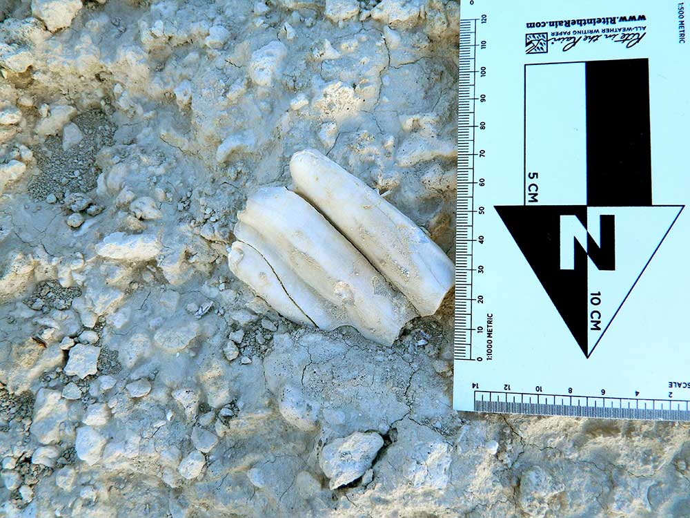 Era do Gelo: Las Vegas ganha parque com fósseis do período | Mundo & História