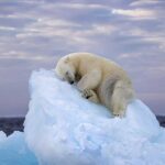 Foto de urso-polar dormindo em gelo se torna ícone ambiental | Mundo & História