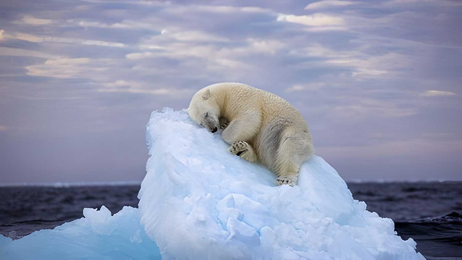 Foto de urso-polar dormindo em gelo se torna ícone ambiental | Mundo & História