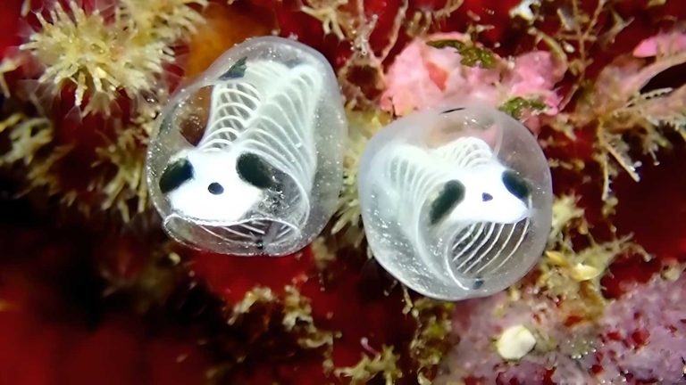 Panda-esqueleto-do-mar: cientistas descobrem nova espécie marinha | Mundo & História