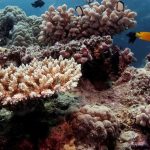 Nova onda de branqueamento afeta corais brasileiros | Mundo & História