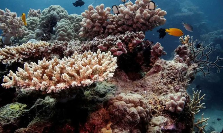 Nova onda de branqueamento afeta corais brasileiros | Mundo & História