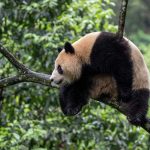 Pandas gigantes da China passarão 10 anos nos EUA | Mundo & História