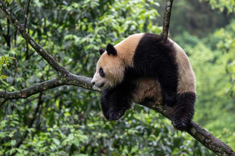 Pandas gigantes da China passarão 10 anos nos EUA | Mundo & História