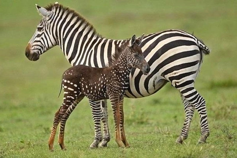 Filhote de zebra nasce com bolinhas brancas em vez de listras | Mundo & História