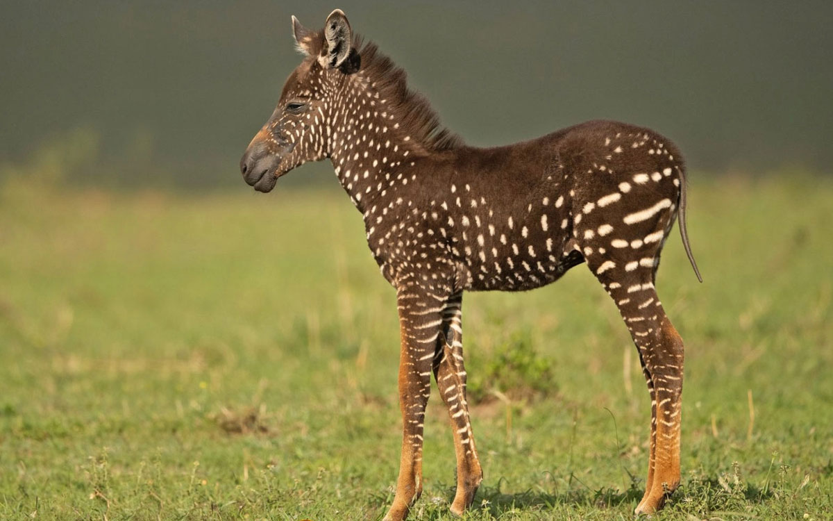 Filhote de zebra nasce com bolinhas brancas em vez de listras | Mundo & História