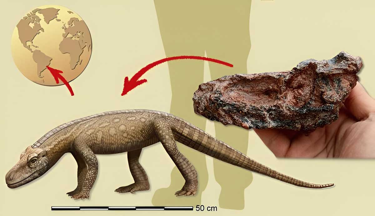 Fóssil mais antigo que dinossauros é achado no Brasil | Mundo & História