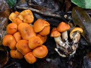 Nova espécie de fungo é encontrada no sudoeste da China | Mundo & História
