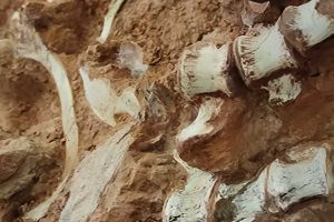 Enchente no RS revela um dos fósseis de dinossauro mais antigos do mundo | Mundo & História