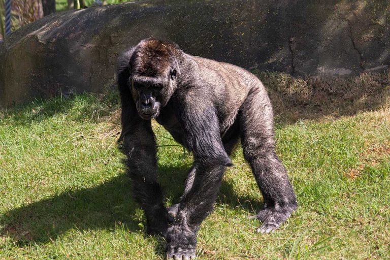 Família de gorilas chega a parque no interior de São Paulo | Mundo & História