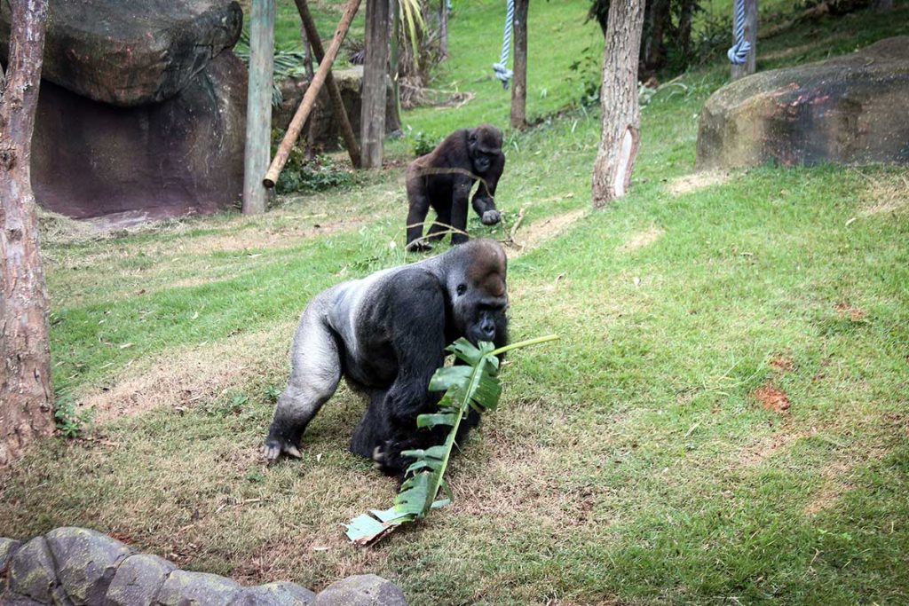 Família de gorilas chega a parque no interior de São Paulo | Mundo & História