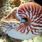 Nautilus: 10 fatos fascinantes sobre este fóssil vivo | Mundo & História