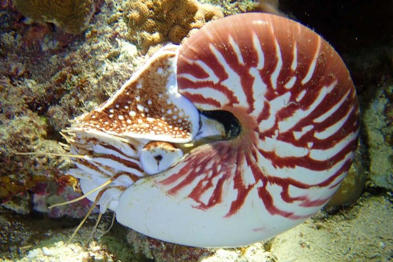 Nautilus: 10 fatos fascinantes sobre este fóssil vivo | Mundo & História