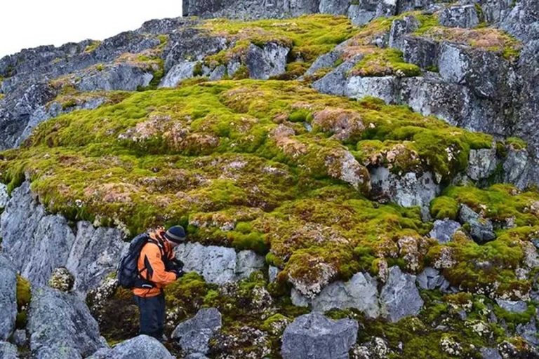 Área verde na Antártida aumenta 10 vezes em 40 anos | Mundo & História