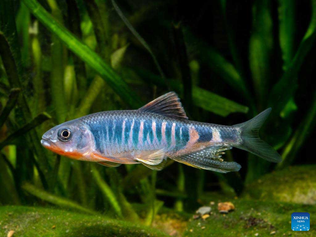 Nova espécie de peixe é descoberta no leste da China | Mundo & História