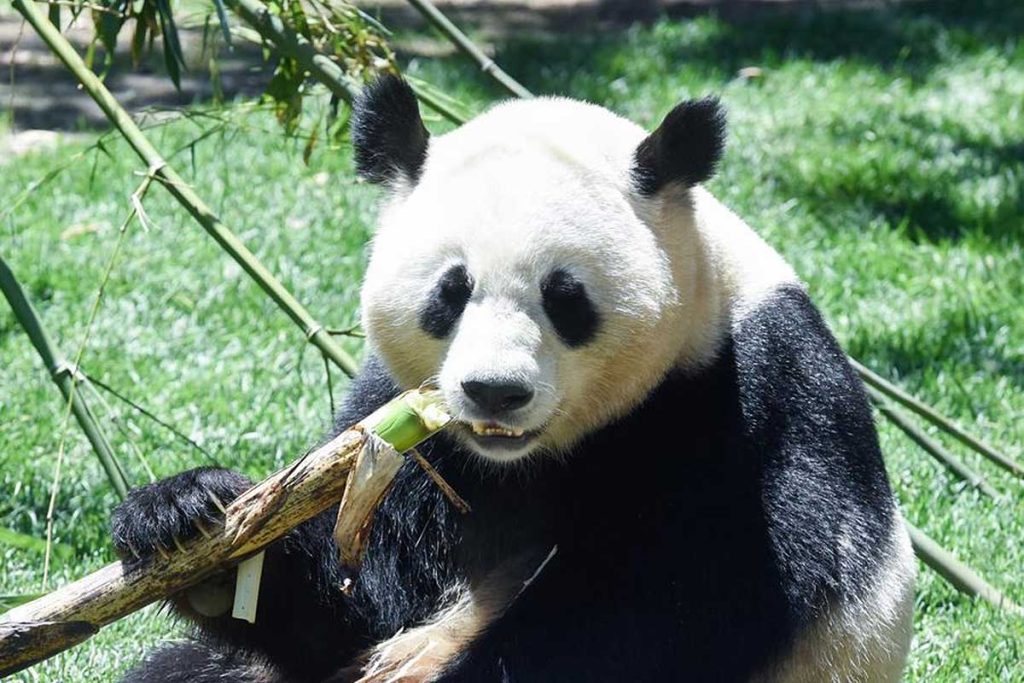 Zoológico de Madri adota assistente virtual controlada por IA | Mundo & História