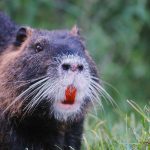 Nutrias: 'ratos gigantes' com dentes laranjas causam pânico na Califórnia | Mundo & História